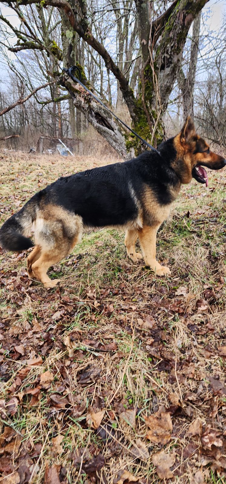 Konigsdorf Shepherds dog photo